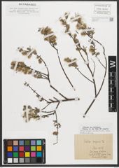Foto von Salix repens L.